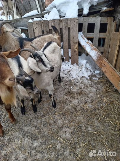 Козы, козлят, козлики