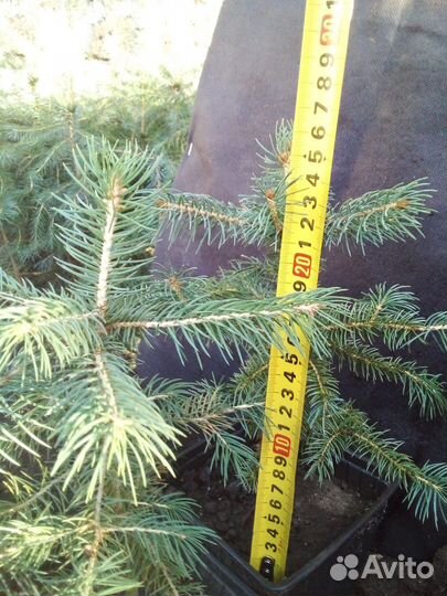 Ель колючая голубая, Ель голубая Санта фе