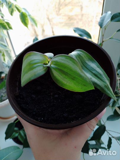 Традесканция