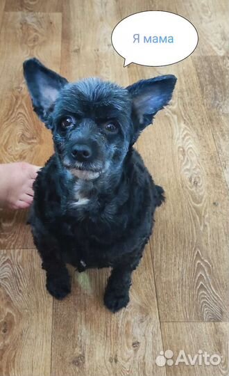 Отдам щенков