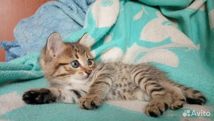 Отдам котенка, девочка