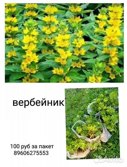 Очиток хризантемы многолетние
