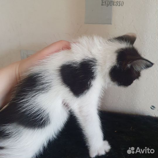 Котята от бомбейской кошки