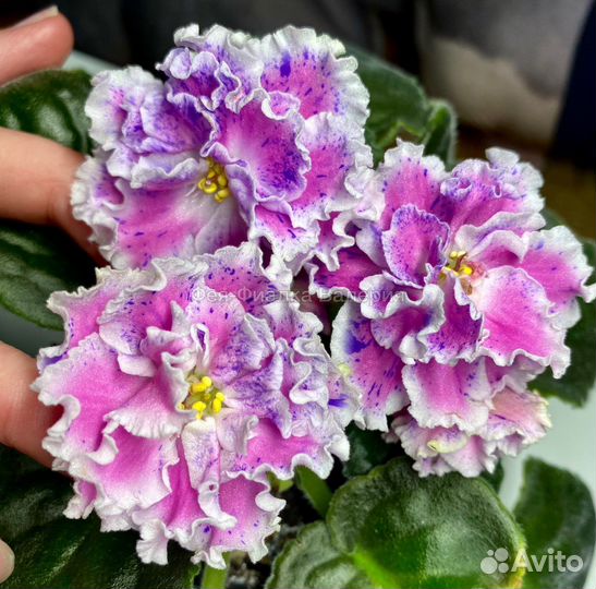 Фиалка ле-Суламифь