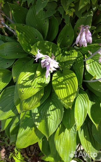 Хоста растение