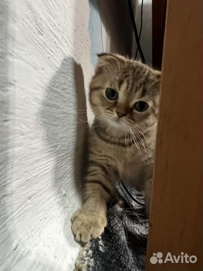 Шотландские вислоухие котята