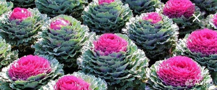 Рассада капусты декоративной капуста