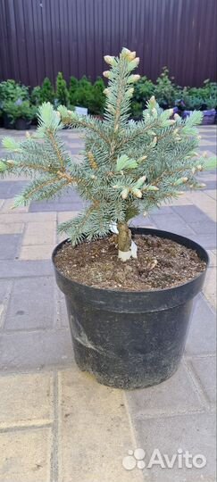 Ель глаука глобоза