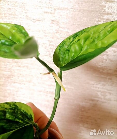 Монстера Карстенианум вариегатная