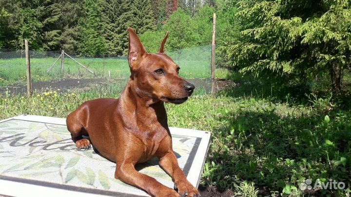 Щенки цвергпинчера