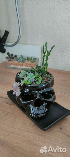 Суккуленты срезы, черенки