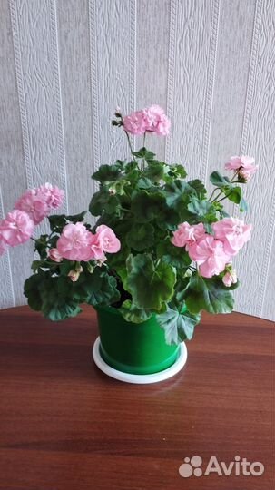 Пеларгонии