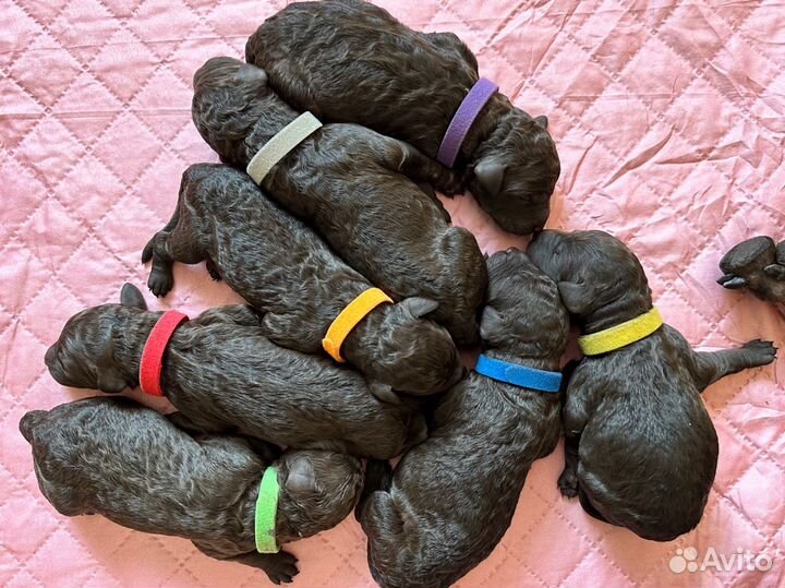 Щенки большого пуделя