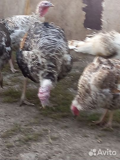 Индюки, цесарки, декоративные куры