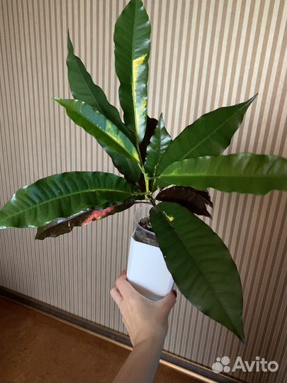 Кротоны Т16, Анх тонг, Ромб