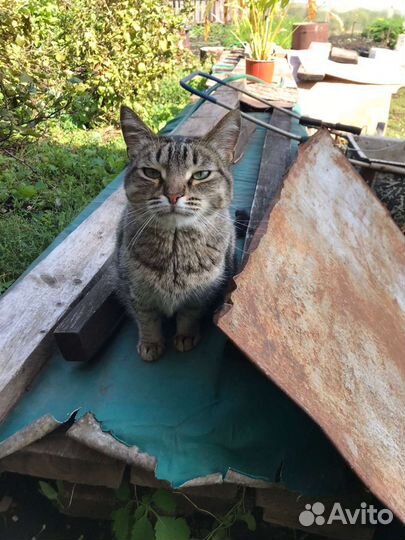 Кошка в дар