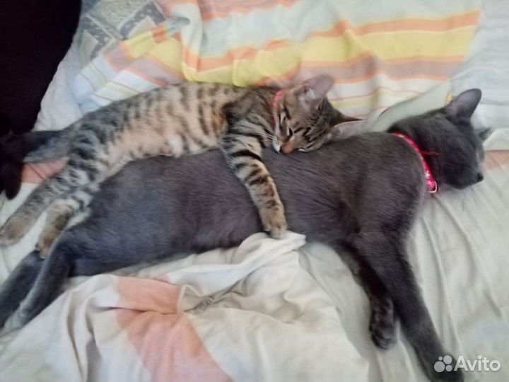Отдам котов