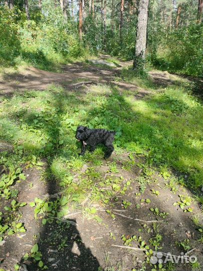 Щенок ризеншнауцера