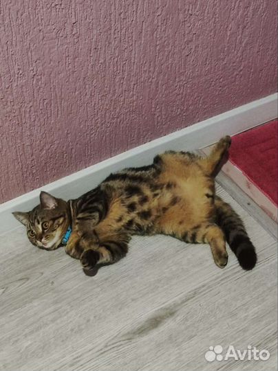 Шотландец прямоухий