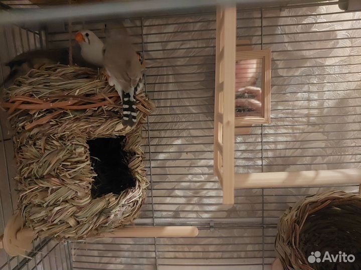 Зебровые амадины