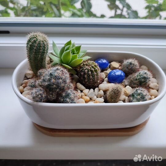 Кактусы и суккуленты