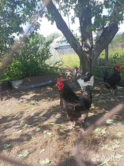 Петухи-красавцы