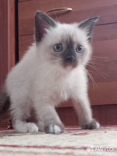 Кошка сиамская