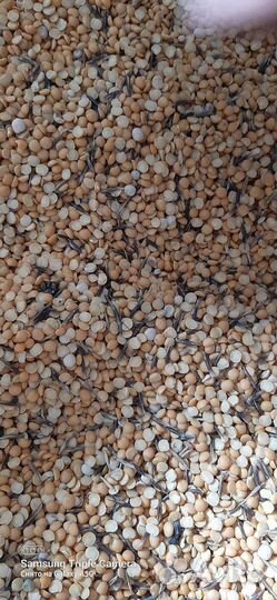 Отходы гороха