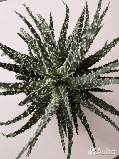 Алоэ хумилис