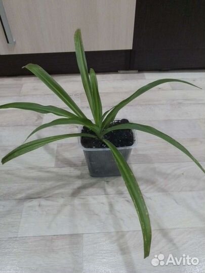 Хлорофитум