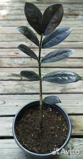 Долларовое дерево/Замиокулькас Равен Чёрный