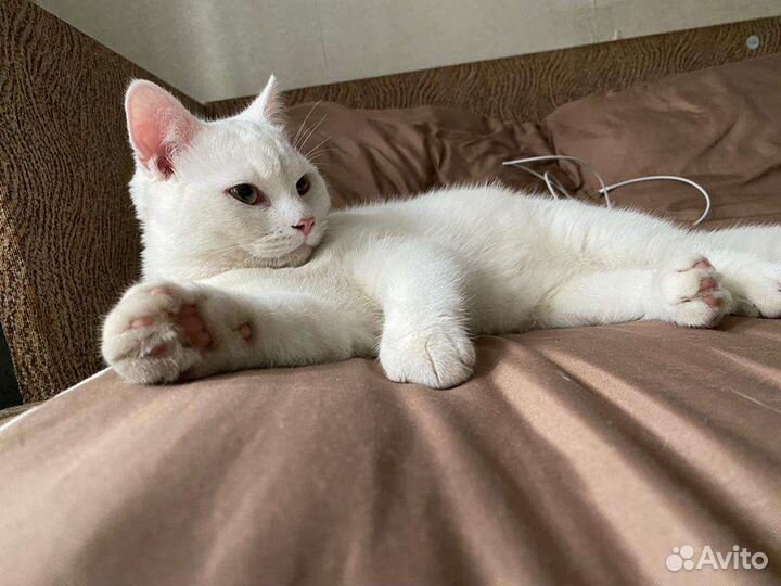 Коты в хорошие руки