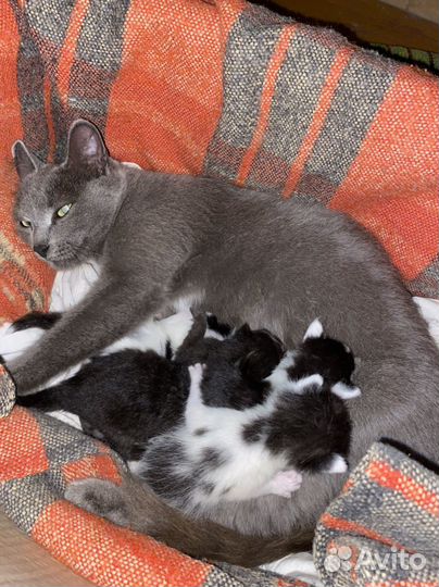 Кошка с котятами