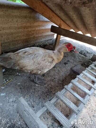 Индоутки, индийский бегунок