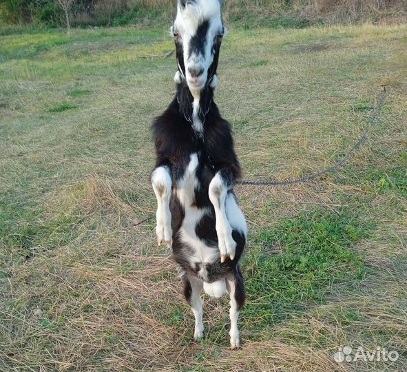 Козлы на племя