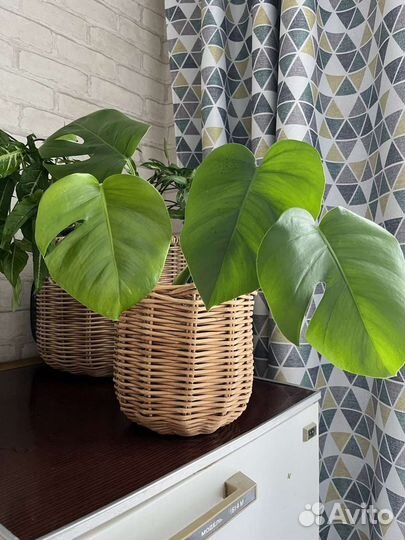 Монстера, Сциндапсус, Сингониум