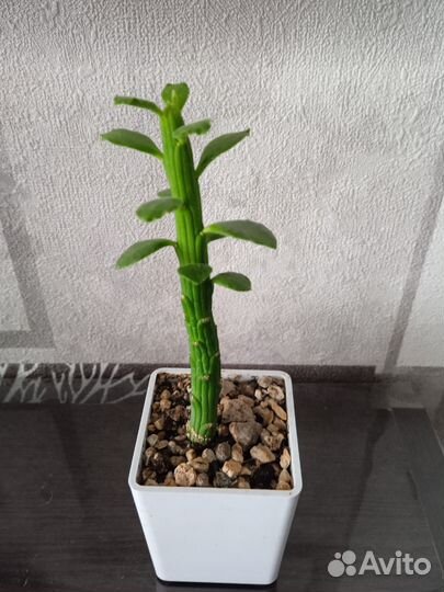 Кактусы и суккуленты