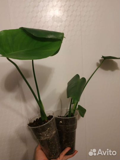 Монстера деликатесная