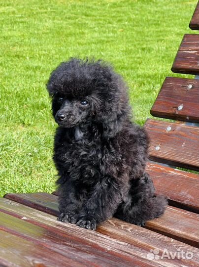 Той-пудель мини