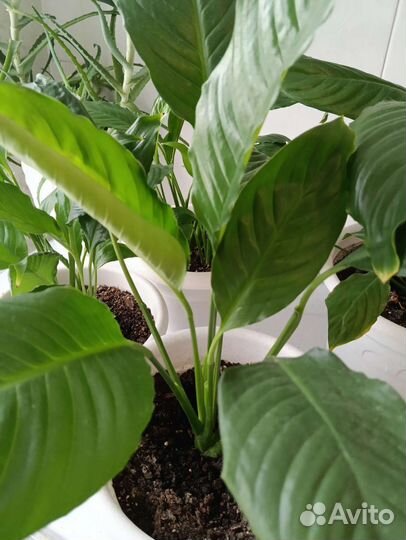 Спатифиллум или женское счастье