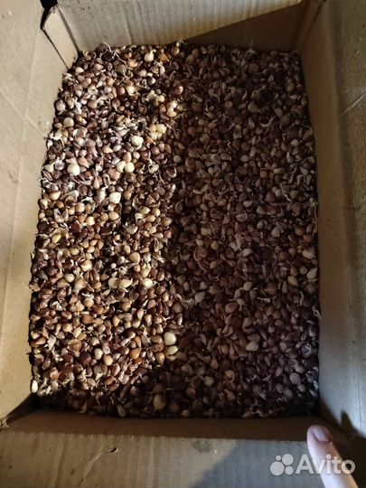 Семенной озимый чеснок