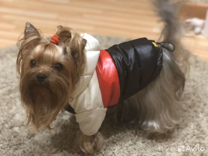 Товары для животных