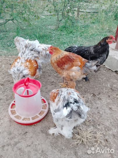 Молодые куры