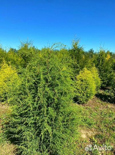 Туя Брабант ком