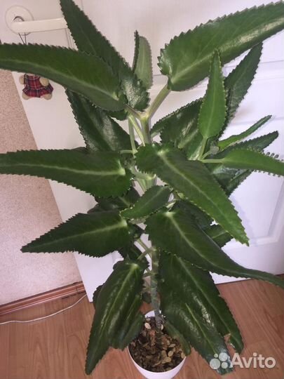 Каланхоэ лечебное