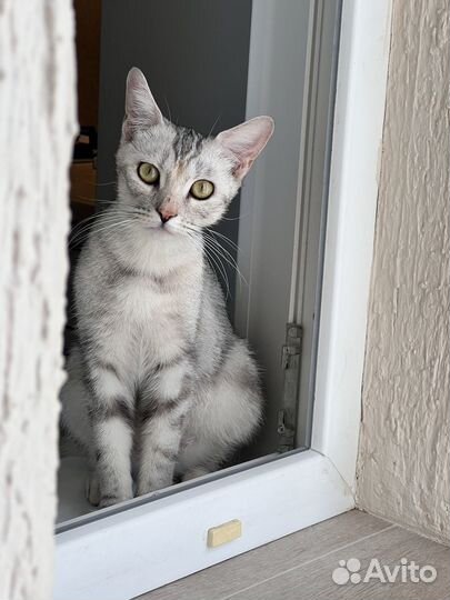 Молодая породистая кошечка ищет дом