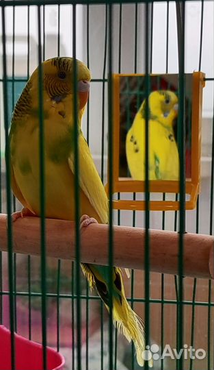 Волнистый попугай с клеткой