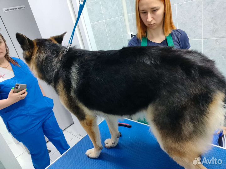 Груминг в салоне и выезд на дом