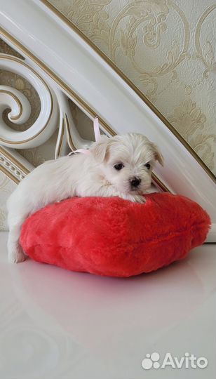 Мальтезе мини девочки