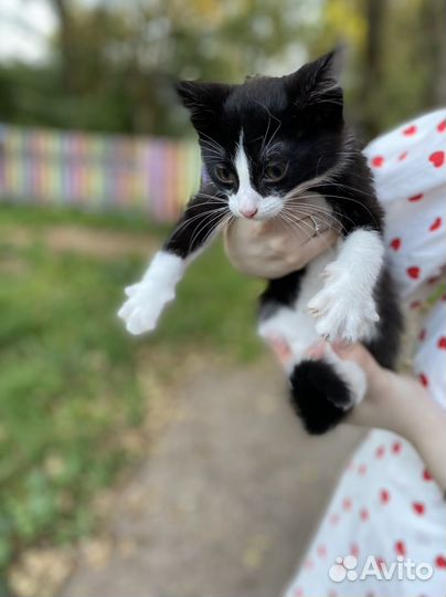 Котенок бесплатно